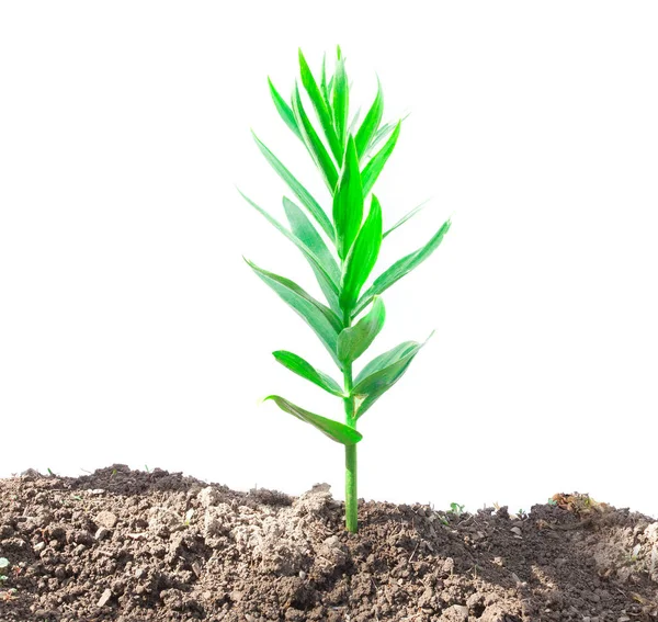 Groene Plant Vuil Geïsoleerd Wit — Stockfoto