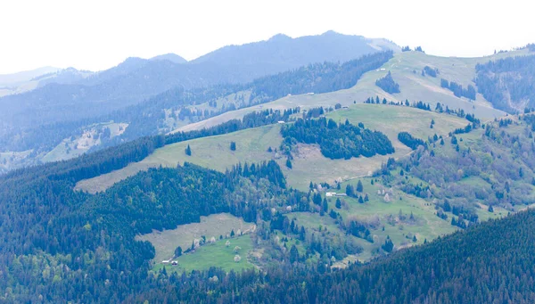 Collines Roumanie Avec Prairie Moutons — Photo