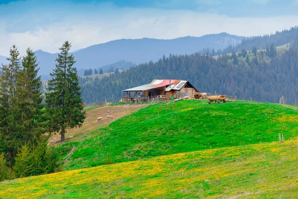 Romanya Koyun Bağı Tepeli Moldavya Manzarası — Stok fotoğraf