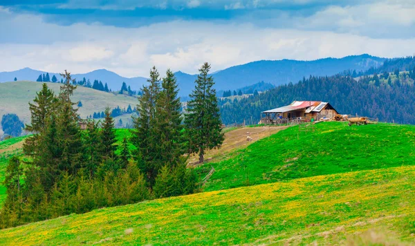 Ovinos Roménia Paisagem Moldávia Com Colinas — Fotografia de Stock