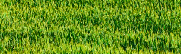 Green Wheat Fresh Plant Texture Background — Stock Photo, Image