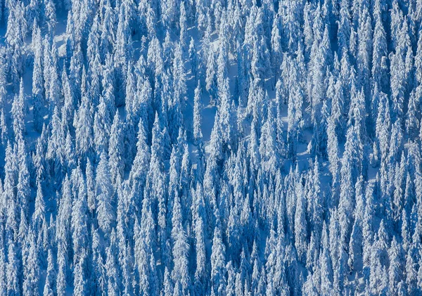 Bosque Con Árboles Congelados Invierno Nieve Escena Paisaje — Foto de Stock