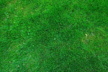 yeşil çimen arka plan, parktan yaz konsepti