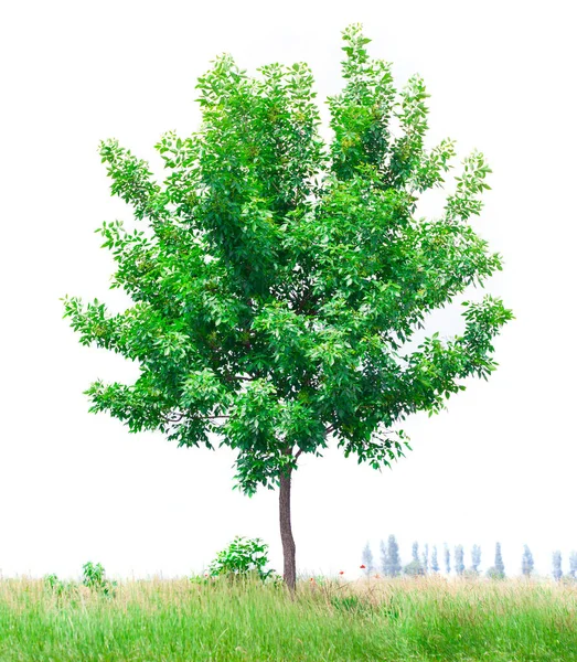 Färskt Grönt Träd Med Gräs Vit Himmel Bakgrund — Stockfoto