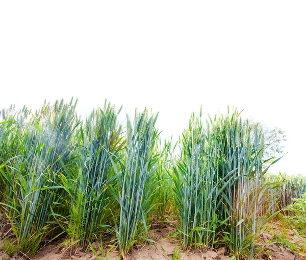 Field Fresh Wheat Plant White Sky Background Nature — Stock Photo, Image