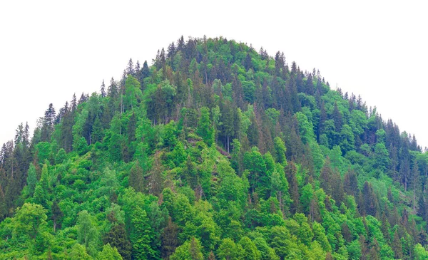 Foresta Collina Isolata Sfondo Bianco Alberi Verdi Concetto Ecologico — Foto Stock