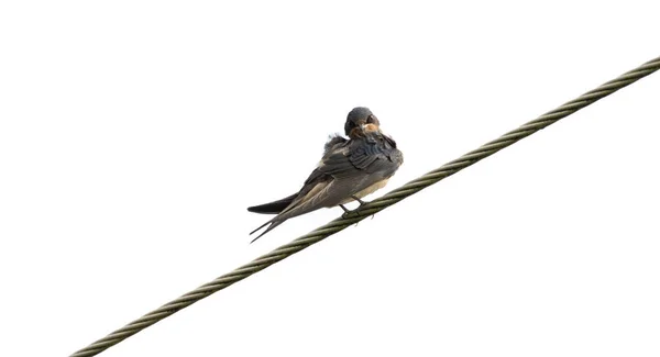 Schwalbe Vogel Isoliert Auf Weißem Hintergrund — Stockfoto