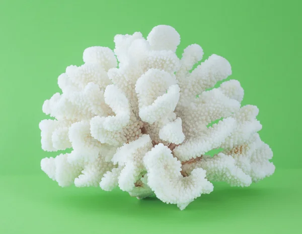 海珊瑚 — 图库照片