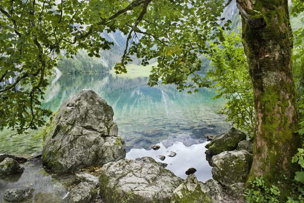 Озеро и дерево — стоковое фото