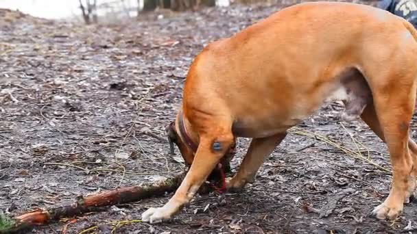 Inglês Mastim raça cão — Vídeo de Stock