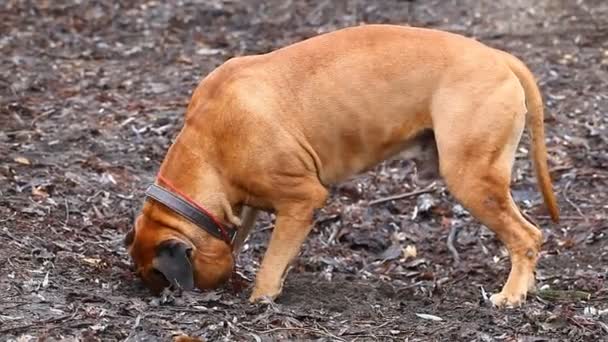 Inglês Mastim raça cão — Vídeo de Stock