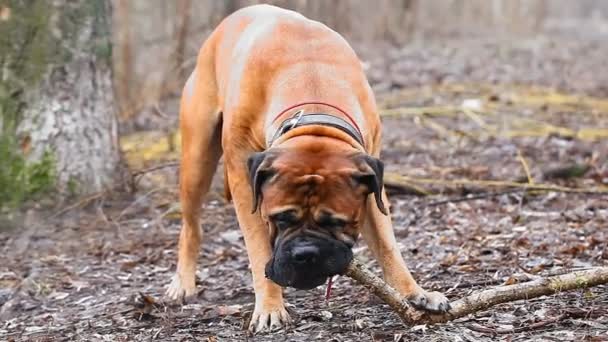 İngiliz Mastiff köpek doğurmak — Stok video