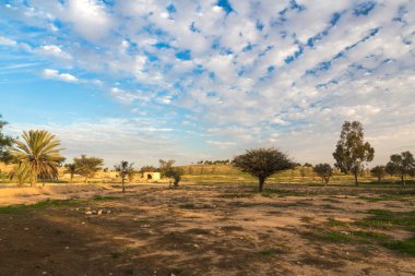 Mavi gökyüzüne karşı ağaçlar 