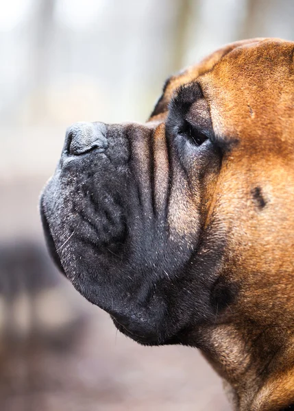 Πορτρέτο του English Mastiff — Φωτογραφία Αρχείου