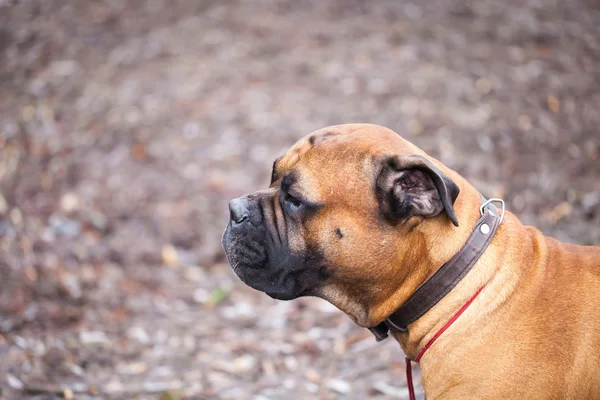 Mastif angielski pies — Zdjęcie stockowe