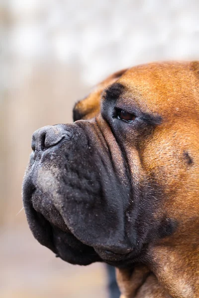 Πορτρέτο του English Mastiff — Φωτογραφία Αρχείου