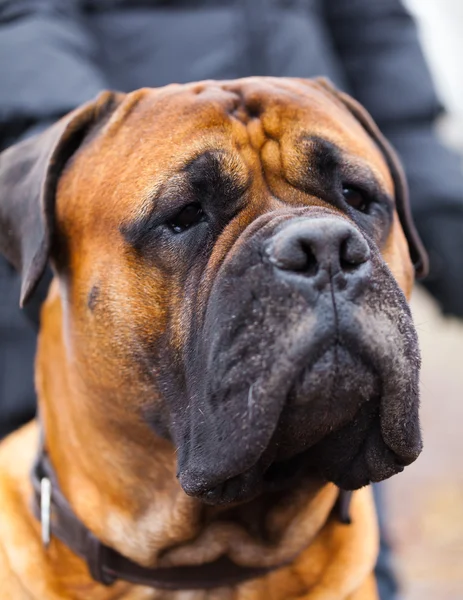 İngiliz mastiff köpek — Stok fotoğraf