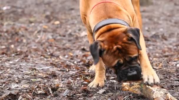 Inglese Mastiff cane razza — Video Stock