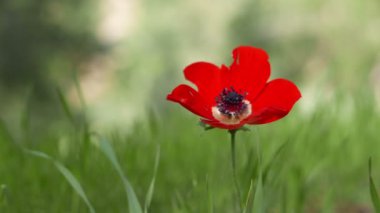 vahşi kırmızı haşhaş