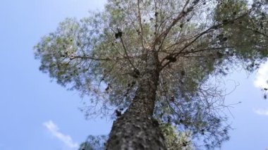 ağaç closeup mavi gökyüzü
