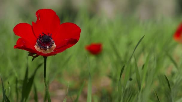 Wilder roter Mohn — Stockvideo