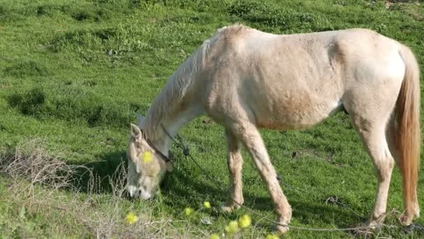 Chevaux dans le pâturage — Video