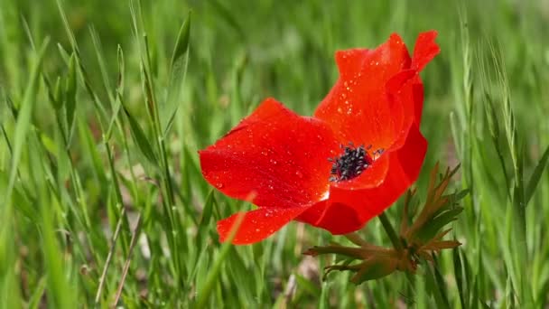 Wilder roter Mohn — Stockvideo