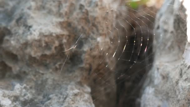 Spinnennetz zwischen den Steinen — Stockvideo