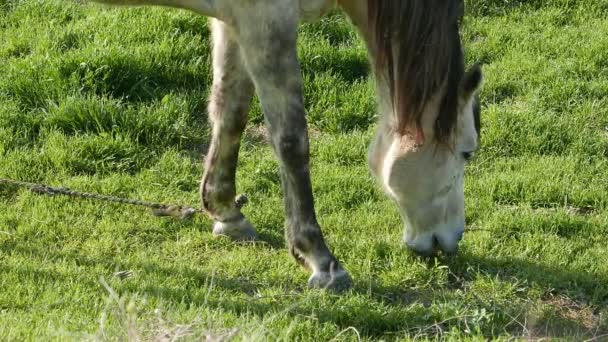 Cavalos no pasto — Vídeo de Stock