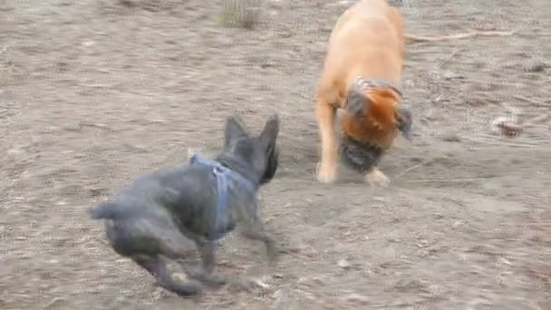 英国獒和法国斗牛犬玩 — 图库视频影像