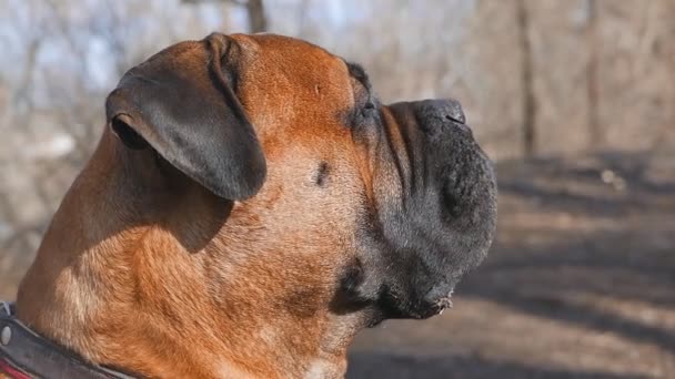 Inglés Mastiff dog crianza — Vídeo de stock