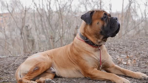 İngiliz Mastiff köpek doğurmak — Stok video