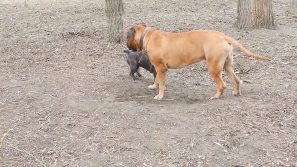 Mastiff inglese e una riproduzione del bulldog francese — Video Stock