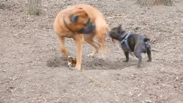 Mastiff anglais et un bouledogue français jouant
