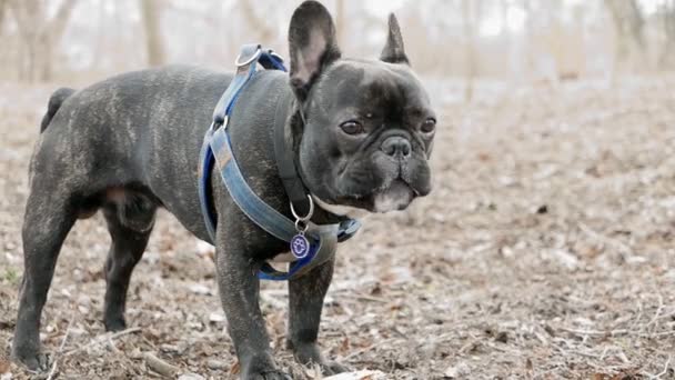 French bulldog playing — Stock Video