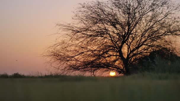 Дерево на фоне заката — стоковое видео