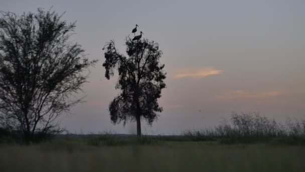 Pássaro cegonha em uma árvore — Vídeo de Stock