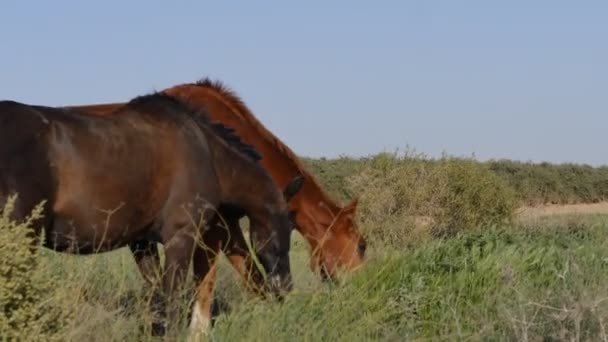 牧草地にいる馬は — ストック動画