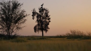 Leylek kuş bir ağaç üzerinde