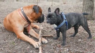 İngiliz mastiff ve bir Fransız buldozer oynama