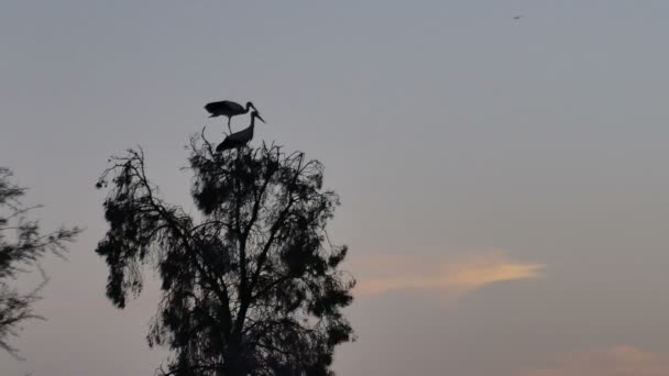 Ooievaar vogel in een boom — Stockvideo