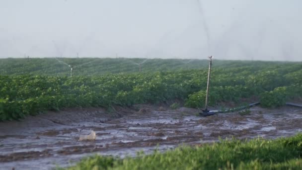 Riego del campo agrícola — Vídeo de stock