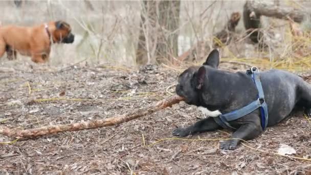 Mastiff inglês e jogando um bulldog francês — Vídeo de Stock