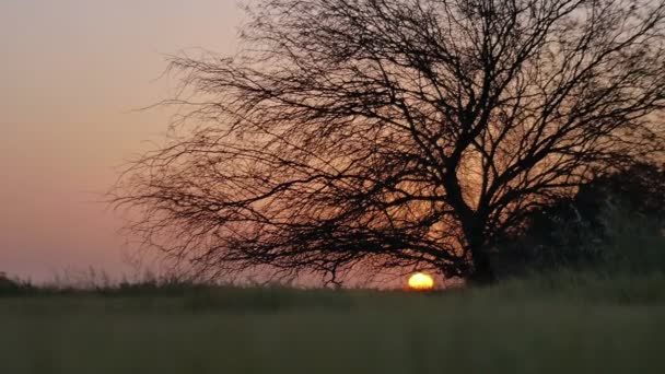 Tree on sunset background — Stock Video