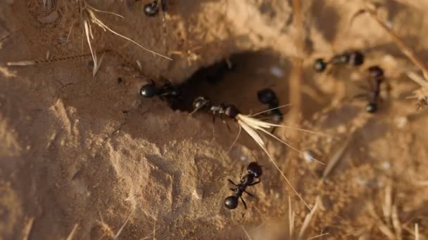Черный муравей крупным планом — стоковое видео
