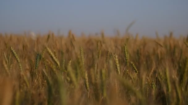 Пейзаж з пшеничним полем — стокове відео