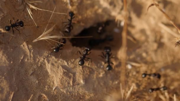 Formigas negras close-up — Vídeo de Stock