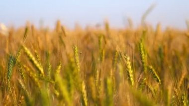 buğday alanı ile peyzaj