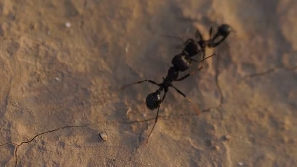 Schwarze Ameisen aus nächster Nähe — Stockvideo