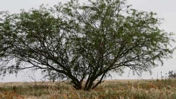 Tree in the field with wheat — Stock Video